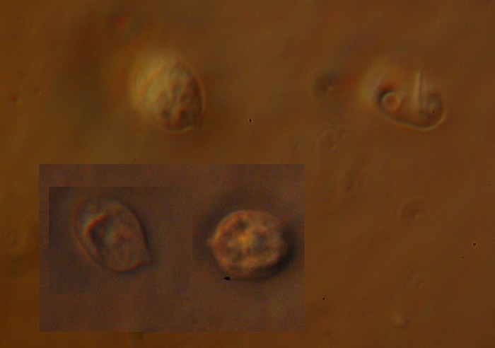 Radulomyces confluens